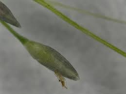 Image result for Sporobolus tenuissimus