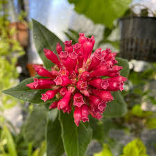 Image result for Cestrum elegans