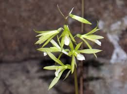 Image result for Nervilia petraea