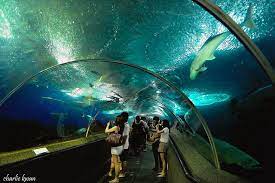 The Underwater World One Of Sentosa S Most Recommended Attractions Is A Live Museum Boasting Thousands Of Fish And Marine Severnoe Siyanie Tailand Bangkok