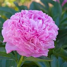 Dresden Pink Paeonia Lactiflora Dresden Pink Wild 1957 Keskmine Roosa Ei Tume Ega Hele Keskmise Suuru Peony Flower Paeonia Lactiflora Beautiful Flowers