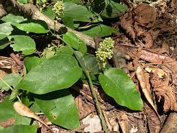 Image result for Marsdenia