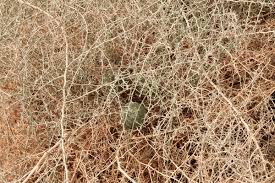 Image result for Acanthosicyos