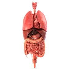 Human Internal Anatomy Human Organ Human Pictures Human Body Organs