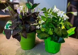 Often grown as a shrub, the purple leaf filbert plant's deep purple color fades to a green purple in late summer, earlier in the south. Whether Green Or Purple The False Shamrock Is Truly Adorable Heraldnet Com