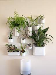 Pin By Ines Barros On Beautifulness Plant Wall Wall Garden Plants
