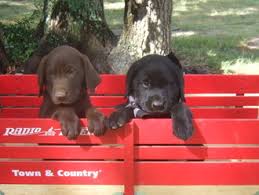 Akc registered labrador retriever litters. Texas Faith Labradors Home