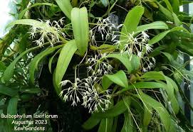 Image result for Bulbophyllum josephi