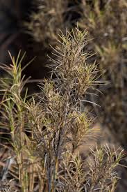 Image result for Danthoniopsis dinteri