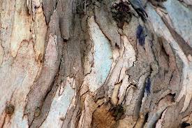 In australia and neighboring areas where they are native, there are over 700 species in the genus eucalyptus (collectively called eucalypts). Eucalyptus Tree Bark Texture 8 By Anna Lemos Redbubble