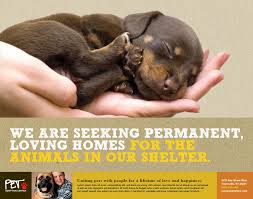 Animal Shelter Volunteer Recruitment Flyer Templates Invitation Templates Animal Shelter Volunteer Pet Adoption Center Animal Rescue