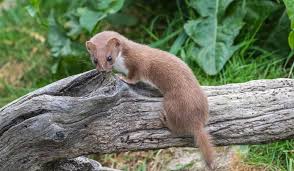 Image result for hranostaj