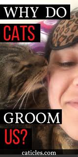 This activity maintains healthy skin by stimulating the production. Does My Cat Love Me If He Sleeps With Me Let S Find Out Cat Behavior Cat Love Cat Grooming