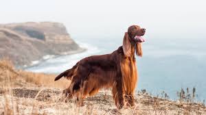 Irish Setter Dog Breed Information Fun Facts And Faqs