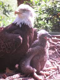 Parent And Eaglet Pic By Rosie Caspar Hinkle Decorah Eagles Eagle Images Bald Eagle