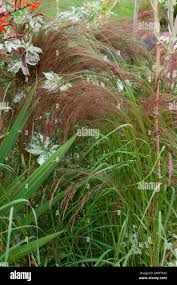 Image result for Eragrostis tef