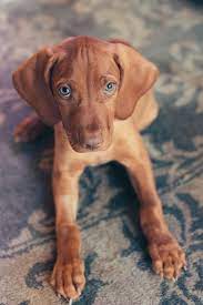 Pin Bealeticia Vizsla Puppies Dog Breeds Pets