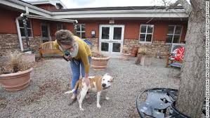 See more ideas about adoption, spca, spca adoption. Homes For Pets Are In Urgent Need As Coronavirus Shuts Down Animal Shelters Cnn