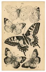 Antique Butterfly Print Arte De La Naturaleza Arte De Insectos Ilustraciones De Naturaleza