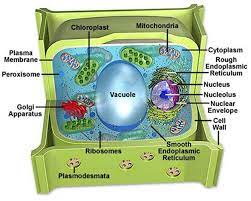 In plant cells, the function of vacuoles is to store water and maintain turgidity of the cell. Plant Life Vacuoles