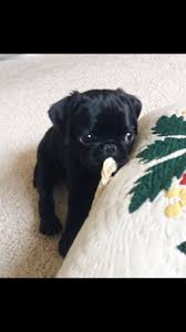 Black And Tan Pug Puppies Pug Puppies For Sale Fawn Pug Puppy Black Pug Puppy Contact Our Website Elegancebestpughome Com Black Pug Puppies Pug Puppies For Sale Pug Puppies