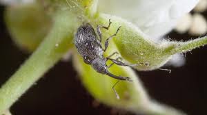 Image result for květopas jahodníkový