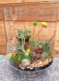 46 Great Air Plant Terrariums Ideas For Your Stunning Home Https Freshouz Com Air Plant Terrariums 46 Great Ideas Air Plant Terrarium Plants Air Plants Care