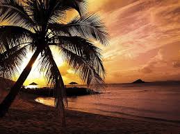 White sand, sea view with horizon, colorful twilight sky, calmness and relaxation. Hd Wallpaper Palm Trees On The Beach Beach Beautiful Ocean Palm Trees Sand Sky Sunset Hd Wallpaper Flare