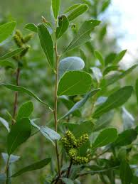 Image result for Myrica chimanimaniana
