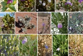 Image result for Petalidium bracteatum