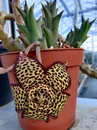 Image result for Euphorbia halipedicola