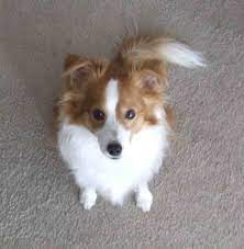 It was originally bred in the united states and due to its small stature, they are very popular in families with kids. List Of Popular Papillon Mixes 101dogbreeds Com