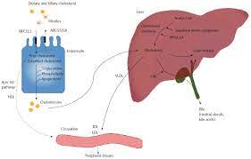 Cholesterol Metabolism In Cholestatic Liver Disease And Liver Transplantation From Molecular Mechanisms To Clinical Implications