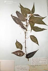 Image result for Acalypha welwitschiana