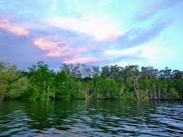 Luas hutan bakau di indonesia antara 2 5 hingga 4 5 juta hektar merupakan mangrove yang terluas di dunia melebihi brazil 1 3 juta ha nigeria 1 1 juta ha dan australia 0 97 ha spalding dkk 1997 dalam noor dkk 1999. Karbon Biru Di Mata Pemerintah Indonesia Penting Atau Tidak Mongabay Co Id Mongabay Co Id