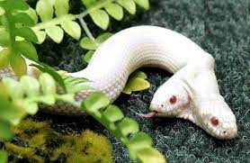 Amazing Rare Albino Animals 40 New Cute Albino Animals Species Pics Added Albinoanimals Amazing Ra California King Snake Albino Animals Rare Albino Animals