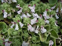 Image result for Stachys pseudonigricans