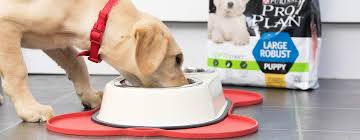 Ihre hündin hat einen prächtigen wurf welpen geboren, aber was kommt jetzt alles auf sie zu? Wz2 Tvcnuuesam