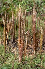 Image result for Sonneratiaceae