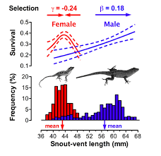 (1) on the twitter site (a free social messaging tool), dm is short for direct message, and it is used to send a private tweet (twitter update) to a person you are following. Intralocus Sexual Conflict Cox Lab