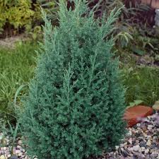 Le Genevrier De Chine Stricta Est Un Conifere De Rocaille Au Port Conique Et Au Feuillage Persistant Bleu Argente Qui Vire Au Bleu Metallique En Hi Plants Herbs
