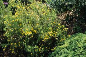 If you live in an urban environment, it can thrive in these harsh climates with pollution. Potentilla Fruticosa Gold Drop Potentilla Mulders Nursery