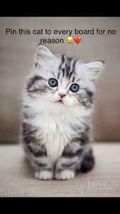 Pin This Cat To Every Board For No Reason Cats American Bobtail Cat Super Cat
