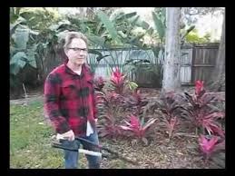 A lighter version of 'black mystique', florida has flecks and strips of darker purple and red instead of more flaming hot pink stripes. How To Get Yourself Some Free Hawaiian Ti Plants Youtube