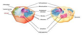 A small region near the nucleus in the cell cytoplasm containing cells. I Pathways Learning Pathways In Adult Education