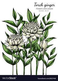 White Torch Ginger Flower And Leaf Drawing Vector Image On Vectorstock Torch Ginger Flower Leaf Drawing Torch Ginger