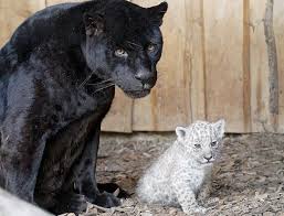 Baby Black And White Lion Pictures Pin On White Lions