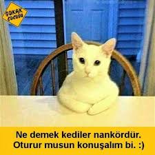 Gulsum Gultekin Adli Kullanicinin Komik Capsler Panosundaki Pin Komik Hayvan Fotograflari Kediler Ve Yavrulari Kedi Esprileri