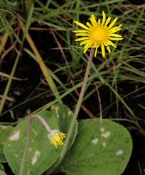 Image result for Haplocarpha scaposa