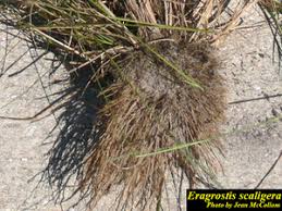 Image result for Eragrostis exasperata